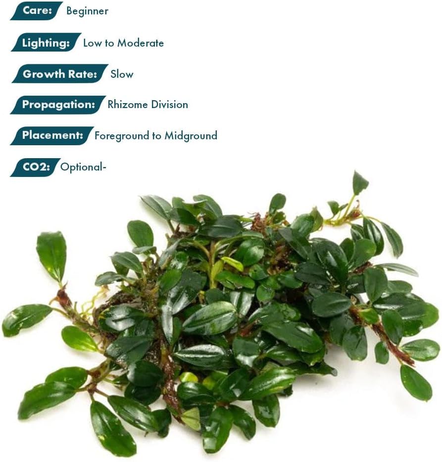 SubstrateSource Live Plants – Hades (Bucephalandra sp.) – Low to Medium Light, Dark Green with Blue Iridescence Color Aquatic Plant, Foreground to Midground, Rhizome Growth - Loose, 1 Pack