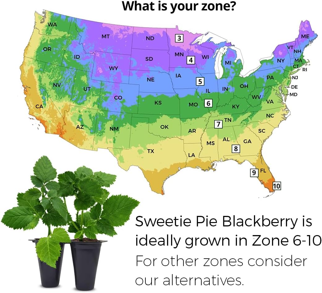 BlackBerry Plants Sweetie Pie (4 Pack) Live for Sale | Easy to Grow Plants | Edible Fruit Plant for Sustainable Living | Grow Your own Food on Your Organic Garden | Live for Planting |