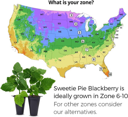 BlackBerry Plants Sweetie Pie (4 Pack) Live for Sale | Easy to Grow Plants | Edible Fruit Plant for Sustainable Living | Grow Your own Food on Your Organic Garden | Live for Planting |