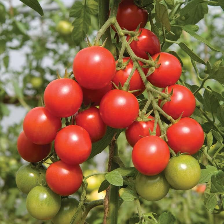Tomato Seeds Variety Pack – 4 Heirloom Non-GMO Varieties: Beefsteak, Cherry, San Marzano, Yellow Brandywine – High Yield Garden Seeds for Planting Indoors or Outdoors