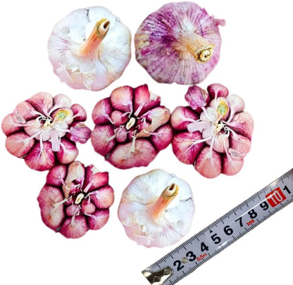 1 Pound Hard Neck Garlic for Planting in Fall, Purple Stripe Garlic Bulb for Planting, Fresh and High Yield, Cold Hardy, Planting Softneck Hardneck