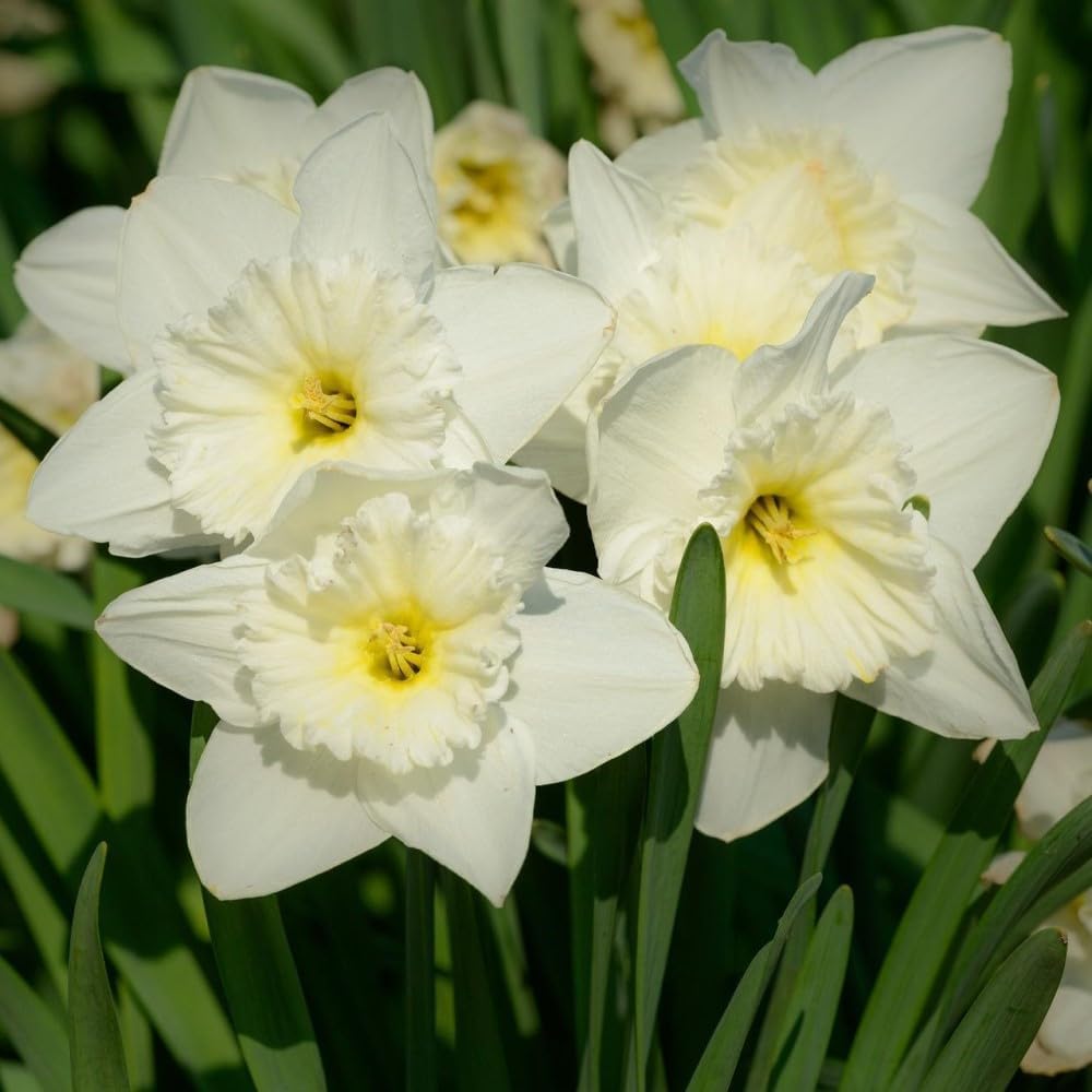 White Lion Daffodil Flowers- 5 Bulbs - Large Narcissus Blooms Crisp White Petals and Ruffled, Bi-Colored Yellow Centers - Spring Blooming Easy Growing Garden Perennials | Attracts Bees & Butterflies