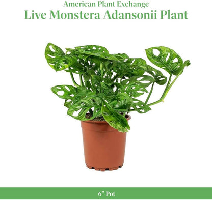 American Plant Exchange Monstera Adansonii 6-Inch – Live Swiss Cheese Vine Plant, Easy-Care Trailing Houseplant, Low-Maintenance Air-Purifying Greenery for Home, Office & Garden Décor