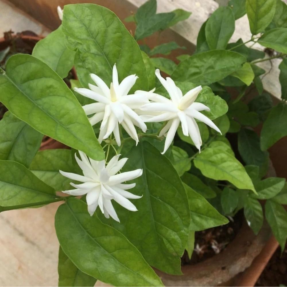 Jasmine Plant, Fragrant Jasmine Flower Vine 4-8 Inches Well Rooted for Container, Hanging Basket Growing (Common)