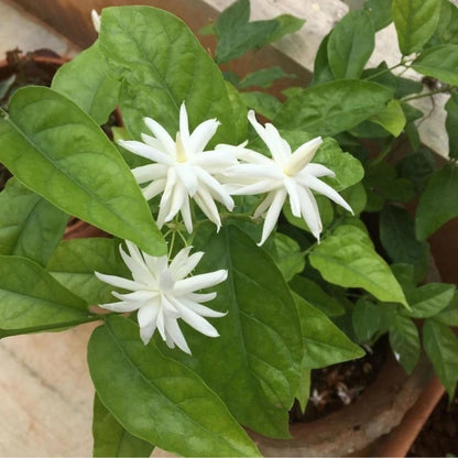 Jasmine Plant, Fragrant Jasmine Flower Vine 4-8 Inches Well Rooted for Container, Hanging Basket Growing (Common)