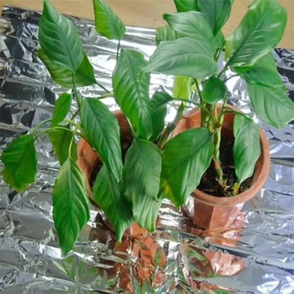 Reflective Plant Growing Film Silver Mylar Sheet Indoor Greenhouse Light Reflecting Material Multi Purpose Garden Tent Covering 130x210cm For Temperature Control(130cm X 210cm)