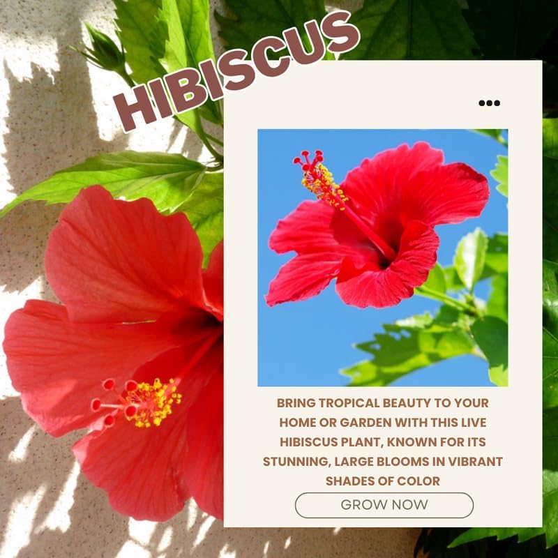 Red Hibiscus Plant Live, Hardy Hibiscus Flowers Colorful Blooms for Outdoor Landscapes, 8-10 Inch Height, Hibiscus Shrubs, No Pot, Well-Rooted