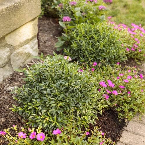 Ilex glabra Gem Box (Inkberry Holly) Evergreen, 2-Size Container, Green Foliage