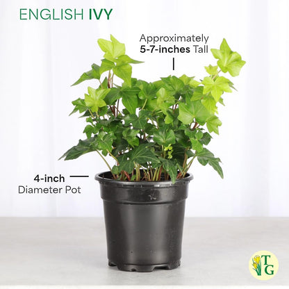 Thorsen's Greenhouse Live Green English Ivy Plant, Hedera Helix, Natural Air Purifier, Easy to Grow, Live Indoor Houseplant, 4" Diameter Pot (Terra Cotta)