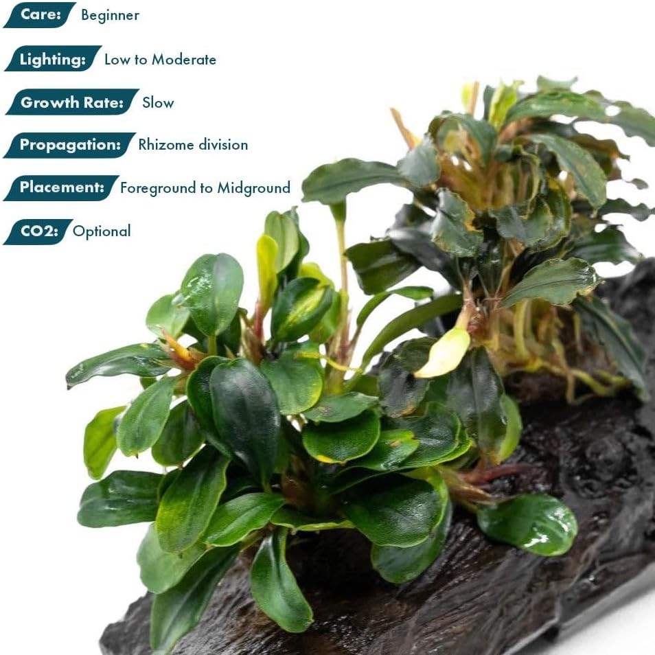 SubstrateSource Live Planted Decor - Bucephalandra Mix on Driftwood (Farmed) - Green Iridescent Aquatic Plants, Low to Medium Light, Foreground to Midground Tank Placement for Aquascaping - 3 Pack