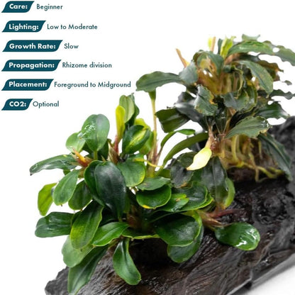SubstrateSource Live Planted Decor - Bucephalandra Mix on Driftwood (Farmed) - Green Iridescent Aquatic Plants, Low to Medium Light, Foreground to Midground Tank Placement for Aquascaping - 3 Pack