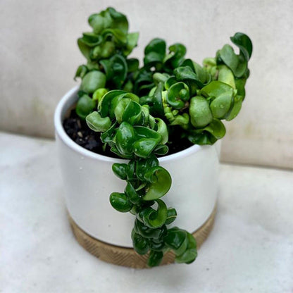 American Plant Exchange Hoya Compacta Hindu Rope, 6-Inch Pot, Live Flowering Wax Plant, Exotic Indoor Houseplant