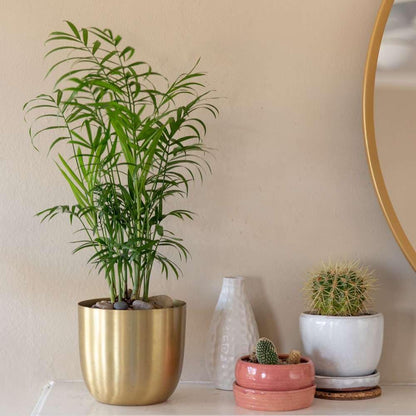 Parlor Palm Live Plant for Indoor | Different Houseplants in 4'' & 6'' Pot | Real House Plant for Living Room, Office, Desk & Bathroom | Neanthe Bella Palm | Chamaedorea elegans