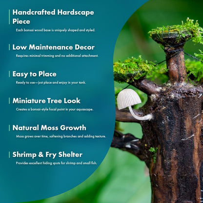 SubstrateSource Live Planted Decor - Moss on Bonsai (Aquascaping Tree) - Low to Moderate Light, Bright Green Freshwater Accent for Aquatic Layout, Midground Placement Centerpiece - Large, 1 Pack
