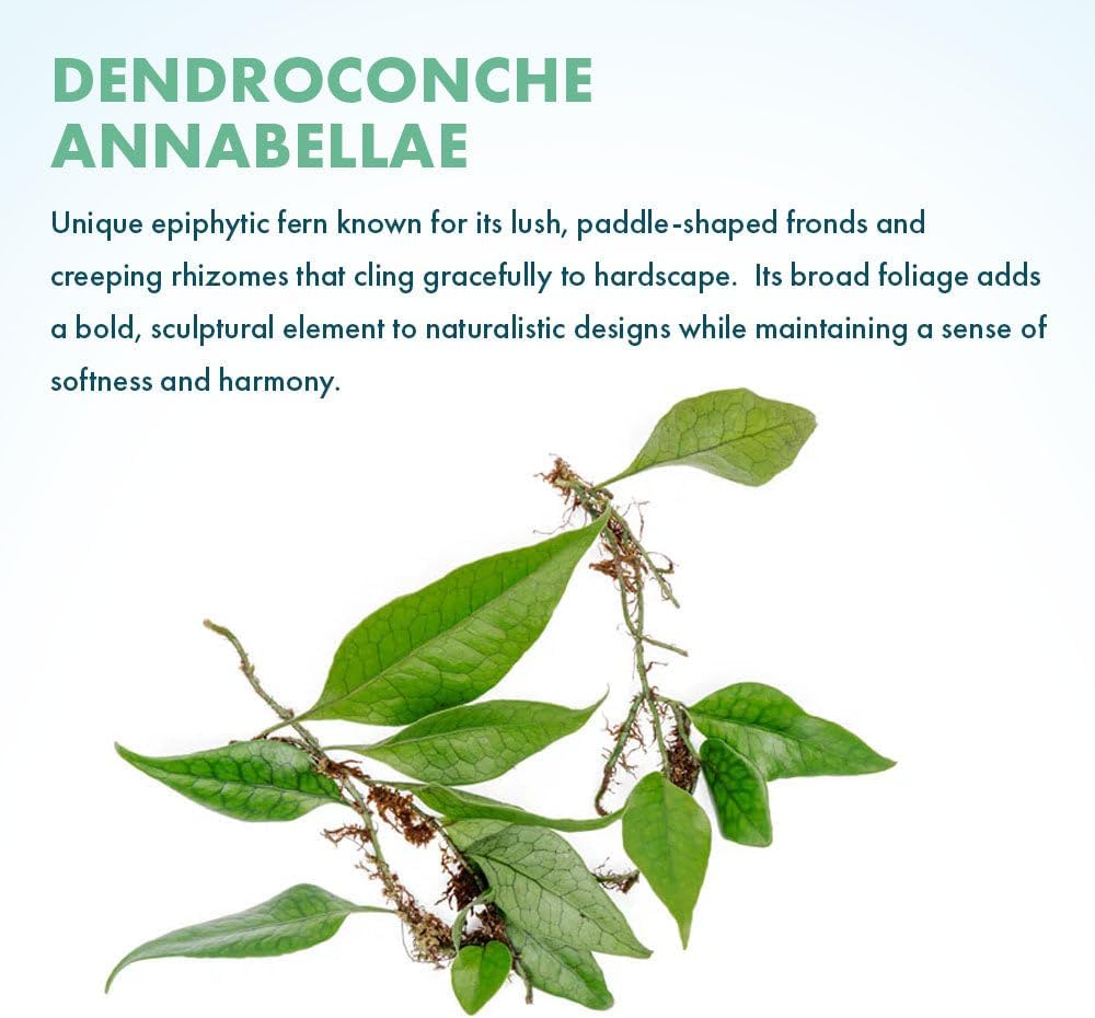 SubstrateSource Live Jungle Plant - Dendroconche annabellae - Moderate Care, Medium Light, Bright Green Accent, Vivarium or Terrarium Epiphytic Fern - Loose/Bare Root