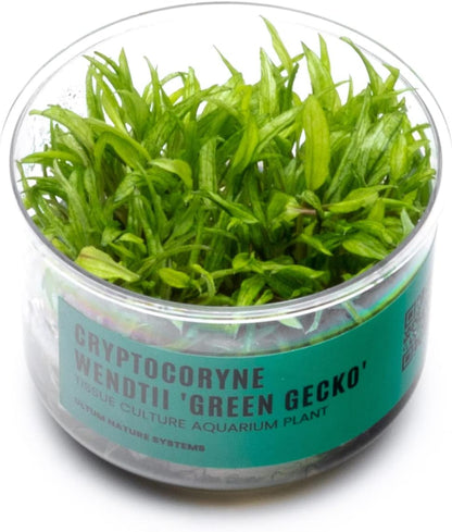 Ultum Nature Systems Cryptocoryne Wendtii Green Gecko Tissue Culture Live Plant for Aquarium, Aquascape, Freshwater Fish Tanks - 100% Snail Free in Vitro