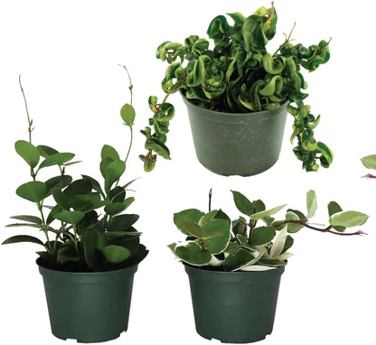 American Plant Exchange Assorted Hoya Plants – 4-Inch Pots, Pack of 3 – Live Flowering Wax Vines, Easy Care Indoor Plants with Colorful Blooms for Home, Garden, or Patio Decor