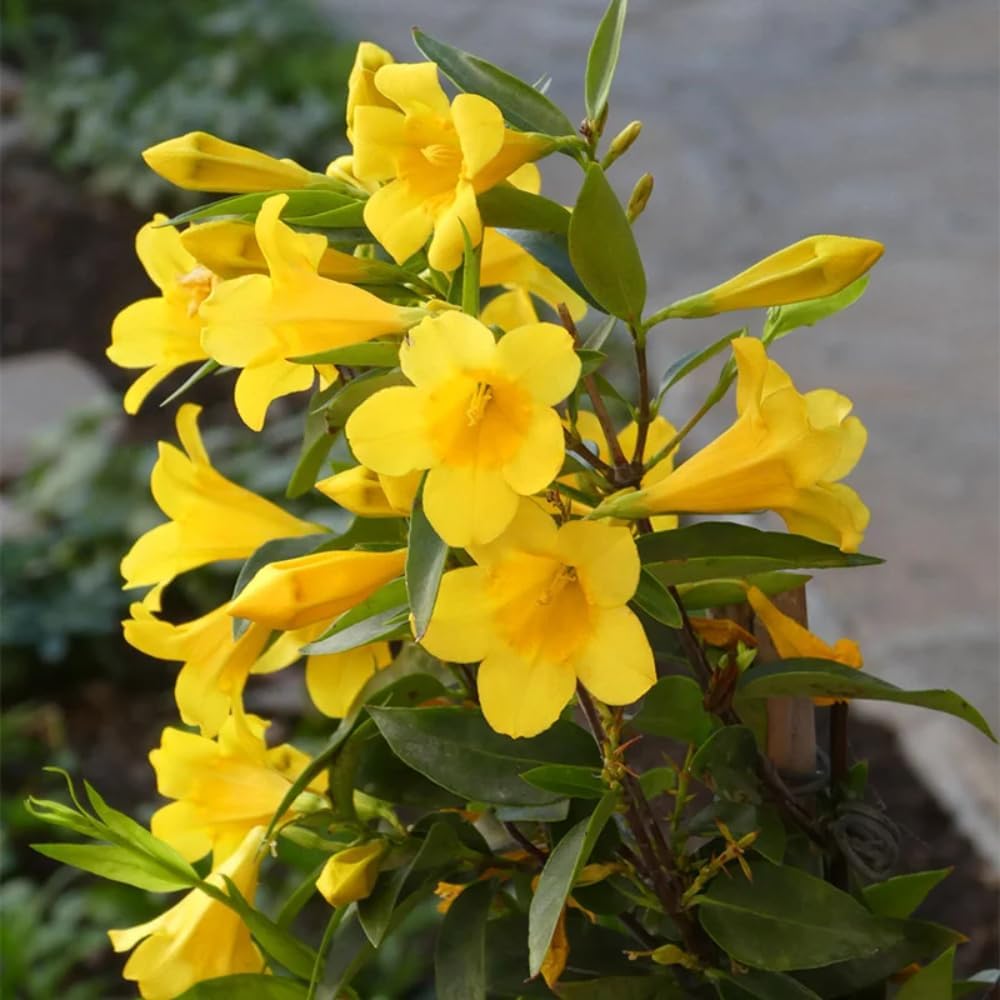 Jasmine Plant, Fragrant Jasmine Flower Vine 4-8 Inches Well Rooted for Container, Hanging Basket Growing (Vibrant Yellow)