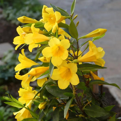 Jasmine Plant, Fragrant Jasmine Flower Vine 4-8 Inches Well Rooted for Container, Hanging Basket Growing (Vibrant Yellow)