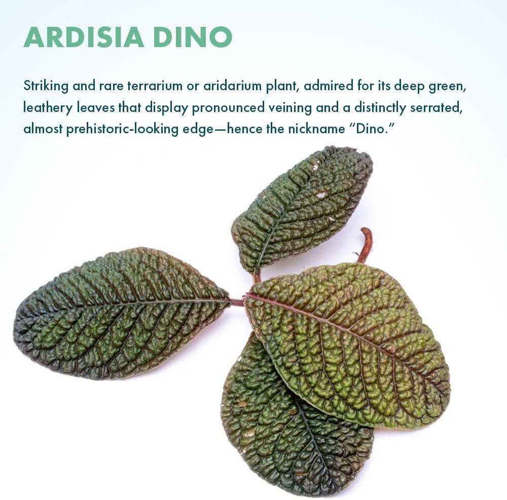SubstrateSource Live Jungle Plant - Ardisia Dino - Moderate Care, Low to Medium Light, Metallic Green and Maroon Accent, Vivarium or Terrarium Terrestrial Plant - Loose/Bare Root