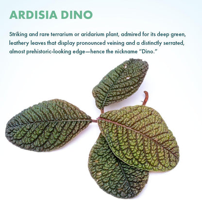 SubstrateSource Live Jungle Plant - Ardisia Dino - Moderate Care, Low to Medium Light, Metallic Green and Maroon Accent, Vivarium or Terrarium Terrestrial Plant - Loose/Bare Root