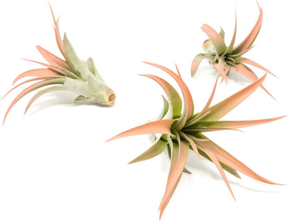 Coral Colorful Tillandsia Air Plants - Long Lasting Color Enhanced Live Tillandsia Succulent House Plants - Home and Garden Decor - Easy Care Indoor/Outdoor Plants (Brachycaulos Abdita, Pack of 3)