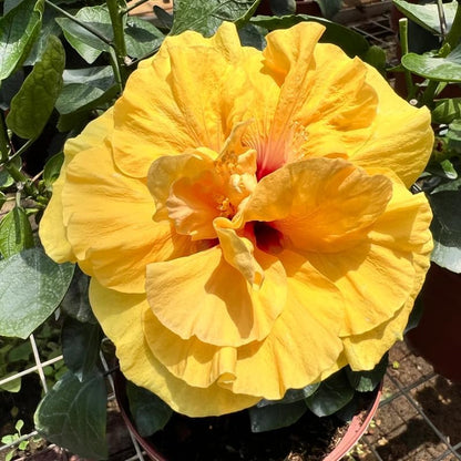 Double Yellow Hibiscus Plant Live, Hardy Hibiscus Flowers Colorful Blooms for Outdoor Landscapes, 8-10 Inch Height, Hibiscus Shrubs, No Pot, Well-Rooted
