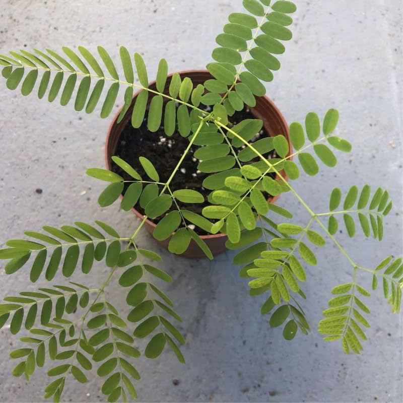 Red Flamboyant Tree Live Plant, 1 Year Old Seedling Royal Poinciana Tree for Planting, Hardy, Dormant in Winter, Jacaranda Like