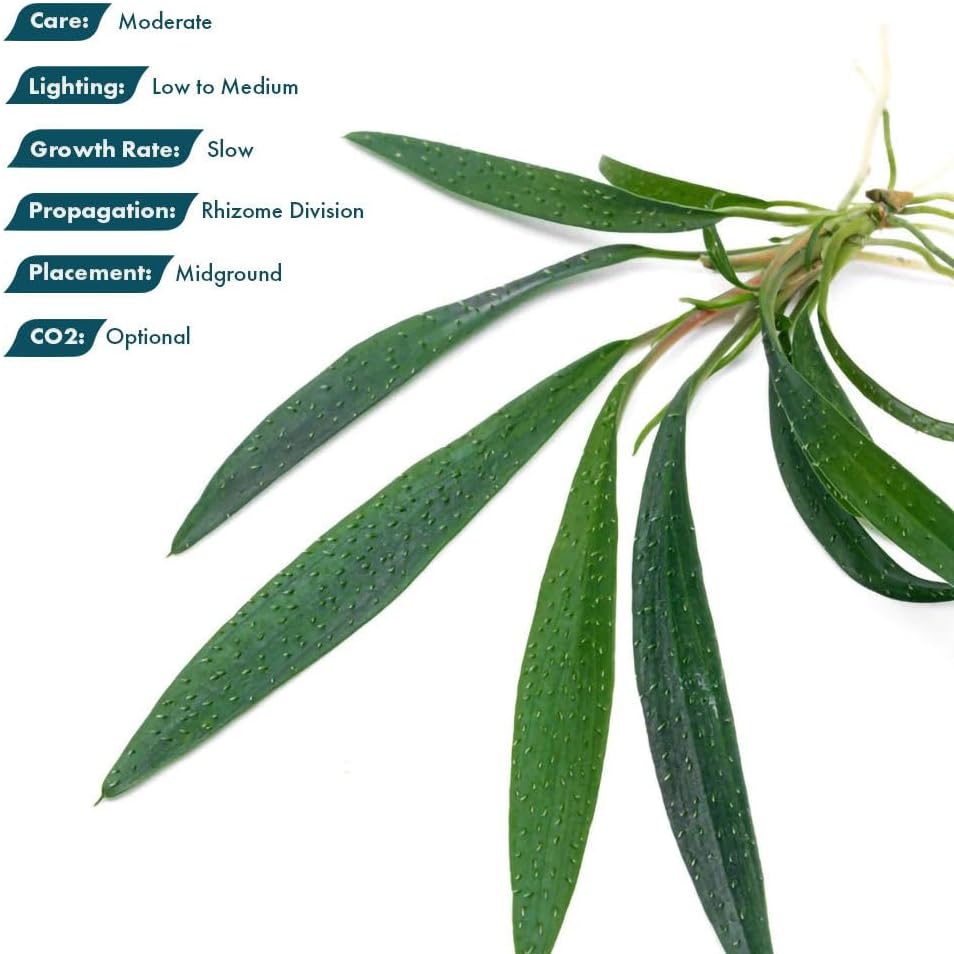 SubstrateSource Live Jungle Plant - Homalomena sp. 'Sub-Hasei' - Moderate Care, Low to Medium Light, Green Accent, Vivarium or Paludarium Terrestrial Rosette - Loose/Bare Root