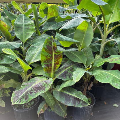 Dwarf Cavendish Banana Plant in 3 Gallon, 2-3 Ft Tall Banana Trees Live Plants for Outdoors Garden, No Ship to CA