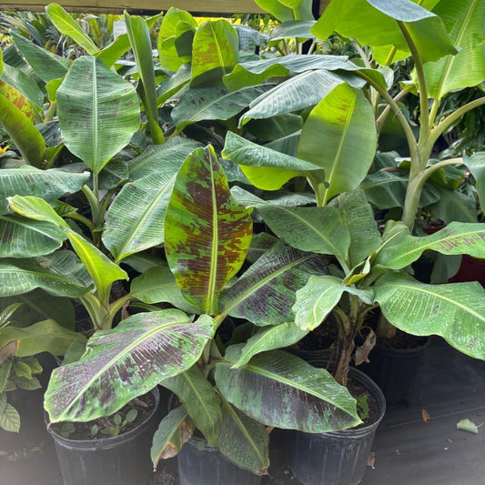 Dwarf Cavendish Banana Plant in 3 Gallon, 2-3 Ft Tall Banana Trees Live Plants for Outdoors Garden, No Ship to CA