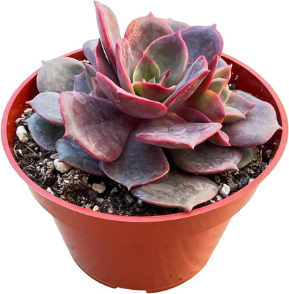 4-inch Succulent Echeveria Red Robe, Live Succulents Plants Fully Rooted in Pots with Soil, Easy-Care House Plants for DIY, Home Office Decoration