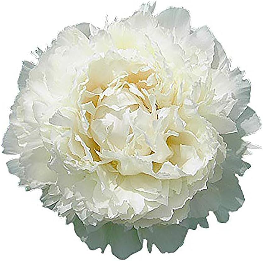 Dr FG Brethour Peony - Double White