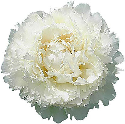 Dr FG Brethour Peony - Double White