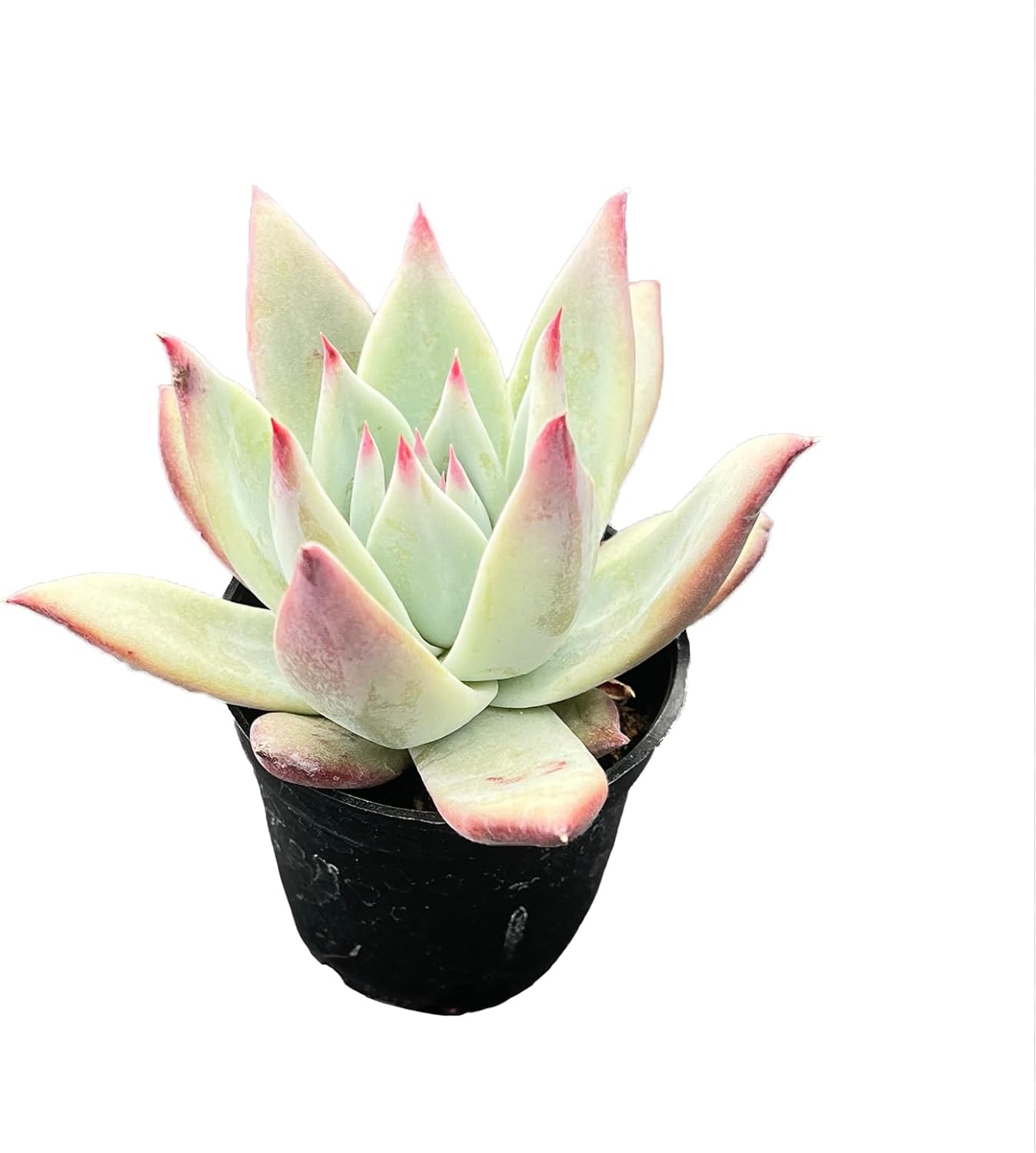 2" Rare Succulent Echeveria Colorata VAR. Brandtii, Live Succulents Plants Fully Rooted in Grower Pots, Unique Gift for Wedding Favor, Party Favor