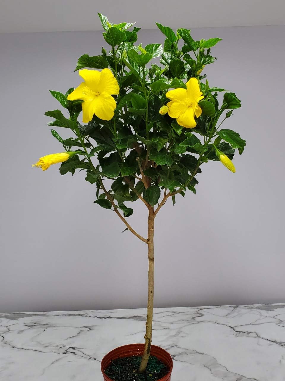 Hibiscus Tree - Yellow Ft. Myers - Overall Height 38" to 44" - Tropical Plants of Florida (Plant Only)…