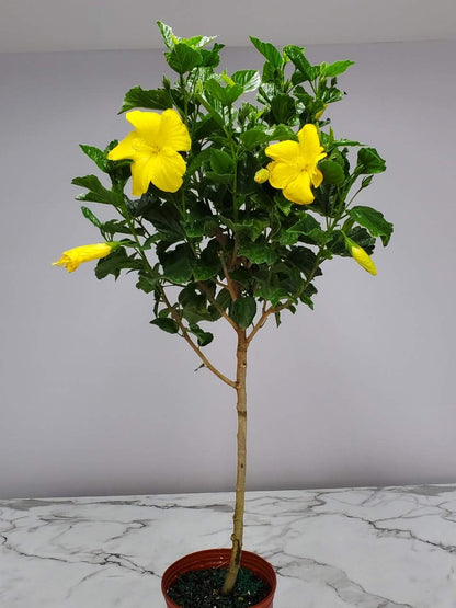Hibiscus Tree - Yellow Ft. Myers - Overall Height 38" to 44" - Tropical Plants of Florida (Plant Only)…