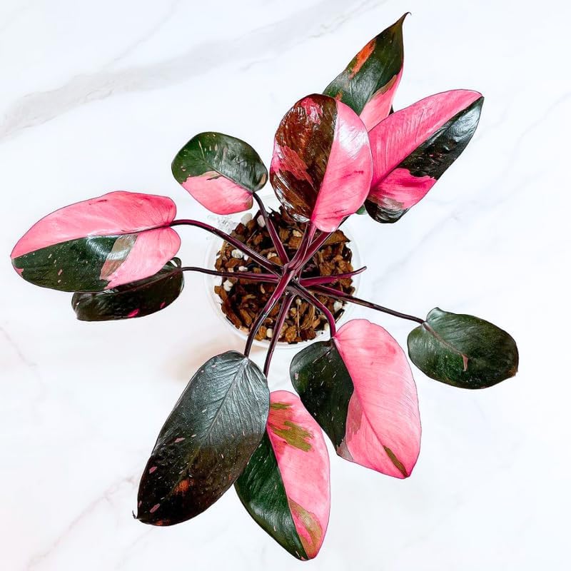 2 Pink Princess Philodendron Live Plant 5-9" Tall, Rare Tropical Indoor Houseplant Home Garden