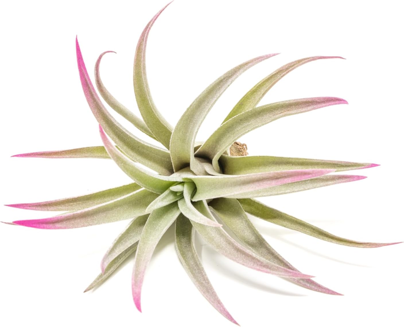 Fuchsia Colorful Tillandsia Air Plants - Long Lasting Color Enhanced Live Tillandsia Succulent House Plants - Home and Garden Decor - Easy Care Indoor/Outdoor Plants (Harrisii, Pack of 3)