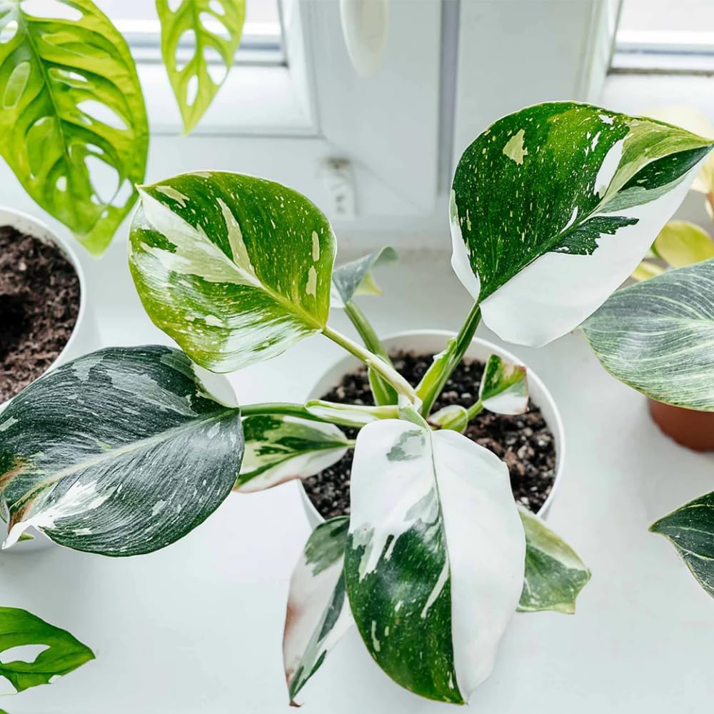2 Philodendron Live Plant 5-9" Tall, Rare Tropical Indoor Houseplant Home Garden (Random Philodendron)