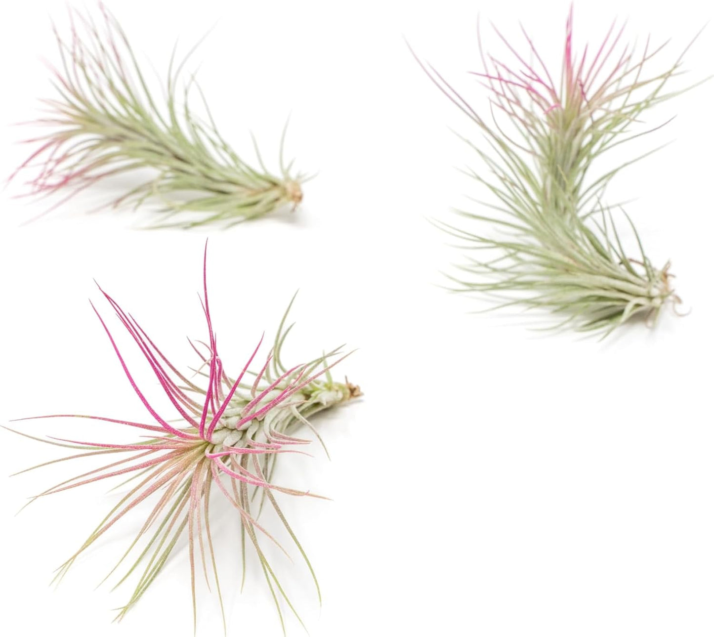 Fuchsia Colorful Tillandsia Air Plants - Long Lasting Color Enhanced Live Tillandsia Succulent House Plants - Home and Garden Decor - Easy Care Indoor/Outdoor Plants (Funckiana, Pack of 3)