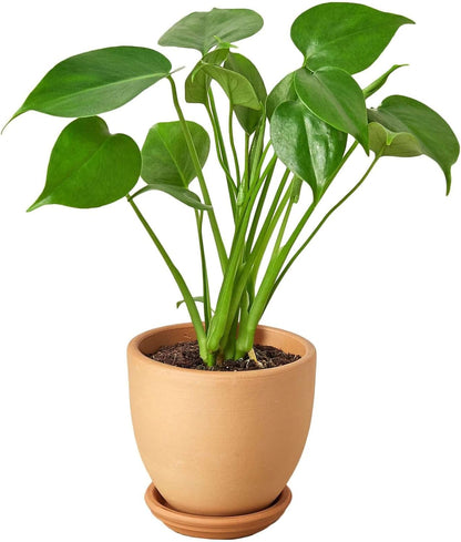 Philodendron Monstera Split-Leaf Live Plant for Indoor | Different Houseplants in 4'' & 6'' Pot | Real House Plant for Living Room, Office, Desk & Bathroom | Swiss Cheese