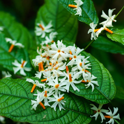 Jasmine Plant, Fragrant Jasmine Flower Vine 4-8 Inches Well Rooted for Container, Hanging Basket Growing (Blooming Night)