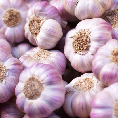 1 Pound Hard Neck Garlic for Planting in Fall, Purple Garlic Bulb for Planting, Fresh and High Yield, Cold Hardy, Planting Softneck Hardneck