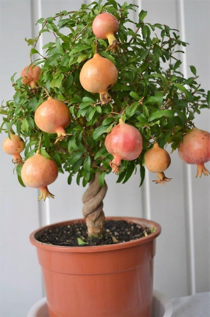 GARDENERA Premium Pomegranate Potting Soil Mix - Perfect Balance of Nutrients, Drainage, and Aeration for Thriving Pomegranate Trees - 1 Quart