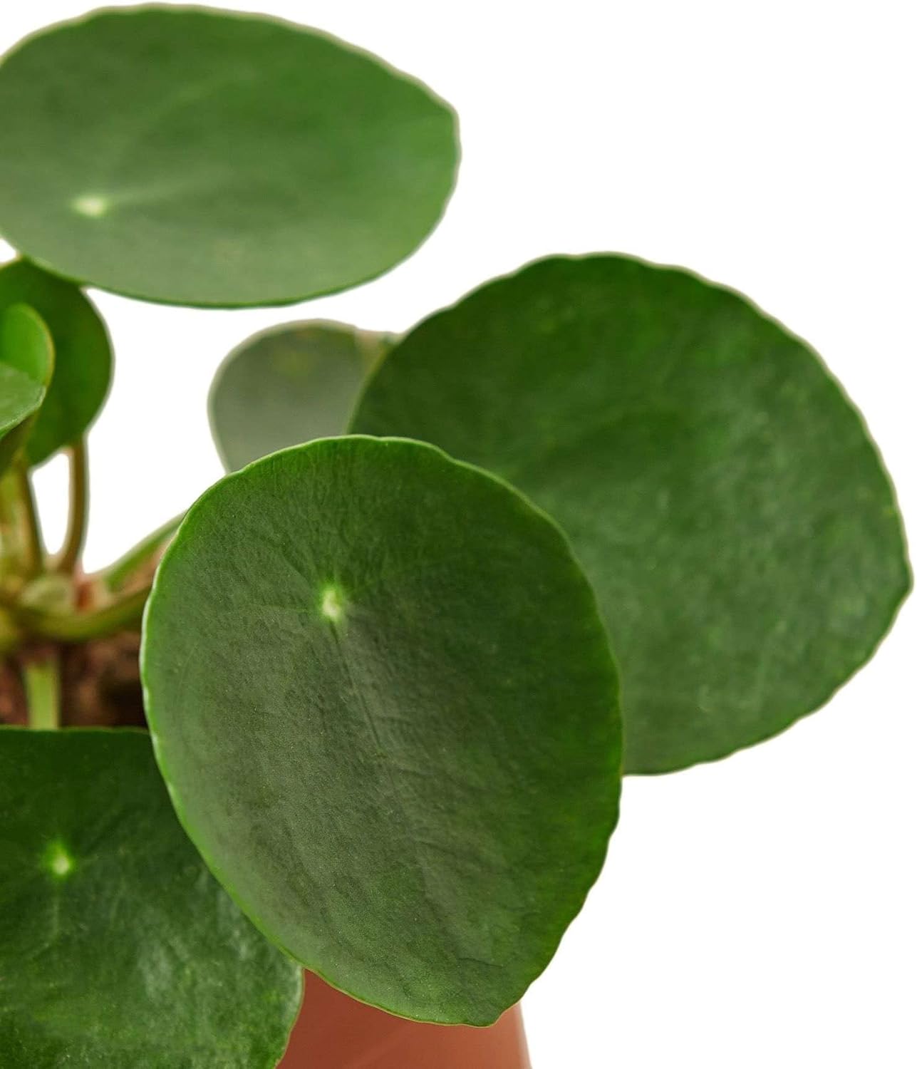 Pilea Peperomioides 'Chinese Money' Live Plant for Indoor | Different Houseplants in 4'' & 6'' Pot | Real House Plant for Living Room, Office, Desk & Bathroom | Friendship Plant