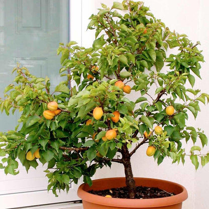 Gardenera Premium Apricot Potting Soil Mix - Ideal Nutrient Blend for Growing Robust, Flavorful, and Bountiful Apricots - 1 Quart