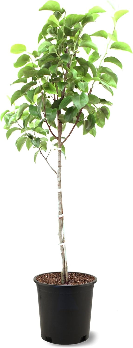 American Plant Exchange Tenn Pear Trees, 5 Gallon Pot, 3-4ft Tall, Semi-Self Pollinating, Live