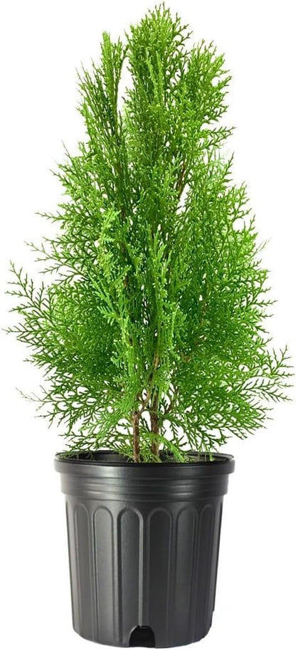 Blue Cone Arborvitae | 2 Live Gallon Size Plants | Vibrant Blue-Green Foliage for Landscaping, Hedges, and Privacy Screens, Drought and Deer Tolerant