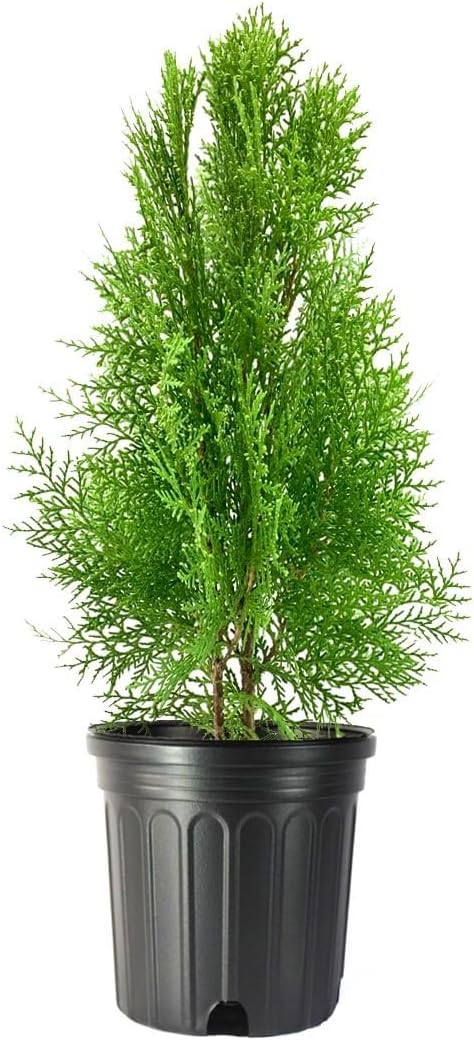 Blue Cone Arborvitae | 1 Live Gallon Size Plant | Vibrant Blue-Green Foliage for Landscaping, Hedges, and Privacy Screens, Drought and Deer Tolerant